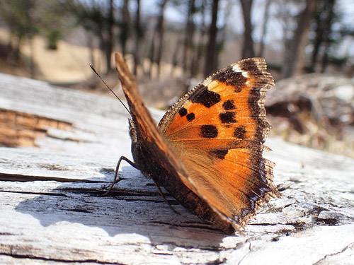 ヒオドシチョウ